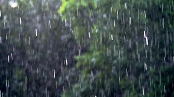 Rain falling on a tree in the forest video