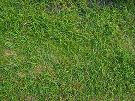 Fresh lawn texture at the garden for a natural background photo