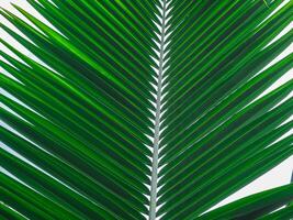 Fresh coconut leaves for a rainy or summer background. photo