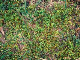 Simple grass surface in the forest for a natural background. photo