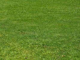 Green lawn texture under trees for a natural background in the garden. photo