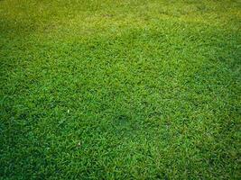 Fresh lawn texture at the garden for a natural background photo