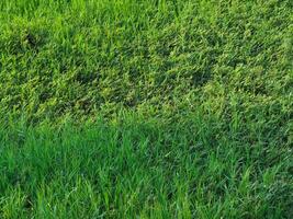Grass texture in the forest for nature and environment background in rainy season. photo