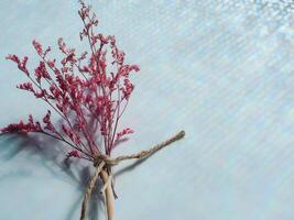 Pink dried flowers on reflection from window for minimalist background photo
