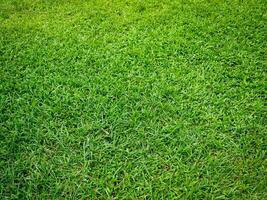 Fresh lawn texture at the garden for a natural background photo
