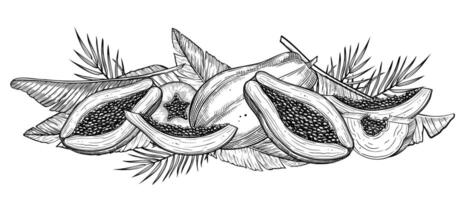Papaya Fruit and palm Leaves illustration. Outline drawing of exotic tropical plants painted by black inks. Linear etching of horizontal composition with juicy food. Engraving for recipe. vector