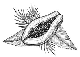 illustration of Papaya Fruits with palm leaves in linear style. Food etching of pawpaw plant painted by black inks. Outline Drawing of exotic tropical dessert. Sketch for production label. vector