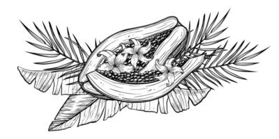 illustration of Papaya Fruits with palm leaves and flowers in linear style. Food etching of pawpaw plant painted by black inks. Outline Drawing of exotic tropical dessert. vector