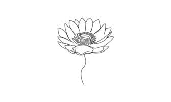 Water lily continuous one line drawing on white background minimalist. Premium vector