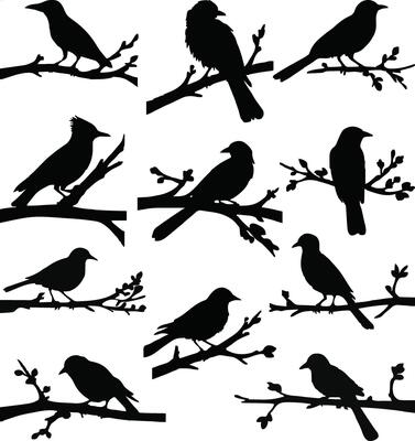 Unique Collection Of Birds on branch silhouette