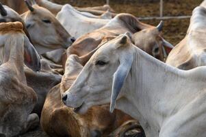 Herd of cows resting in stall at evening photo