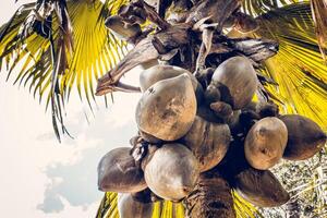 Coconuts hang from a tall palm tree photo