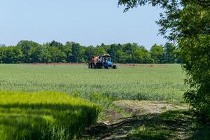 A tractor spraying pesticides in a wheat field in spring with a sprayer photo