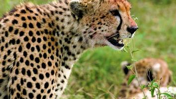 African leopard roaring angrily captured on the fields of the African jungles photo