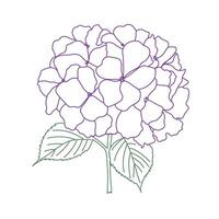 Hydrangea flower illustration. Floral design element. vector