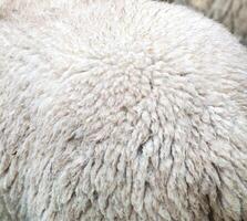 A close up of a sheep with its head down photo