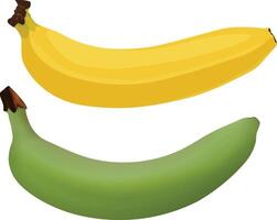 Tow banana isolated on white background with clipping path vector