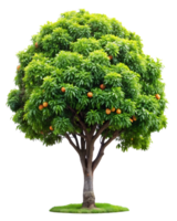 A large tree with oranges on it png