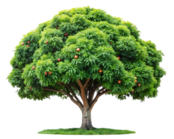 A large tree with fruit on it png