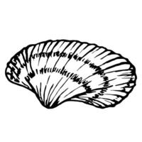 Seashell Sketch. Underwater Shells Illustration on outline style. Drawing mollusk isolated on white background. Stylized graphics. Underwater world line art for design label, postcards vector