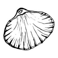 Line Art Illustration of Shell. Seashells in Black and White style. Drawing mollusk isolated on white background. Stylized graphics. Underwater world line art for design label, postcards vector