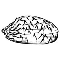 Seashell Sketch. Underwater Shells Illustration on outline style. Drawing mollusk isolated on white background. Stylized graphics. Underwater world line art for design label, postcards vector