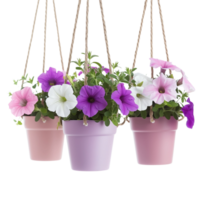 Charming Hanging Pots of Petunias in Various Colors png