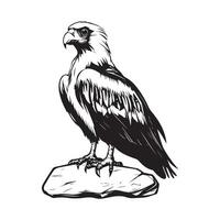 Black and white Bearded Vulture standing on stone image isolated on white background vector