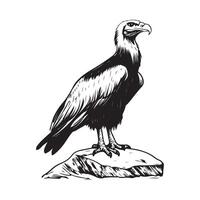 Bearded Vulture standing on stone image isolated on white background vector