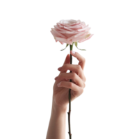 A single rose held by hand, with a far-off background and a clear backdrop png