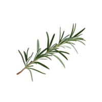 The leaves of rosemary are useful in herbal remedies, shown on a clear background png