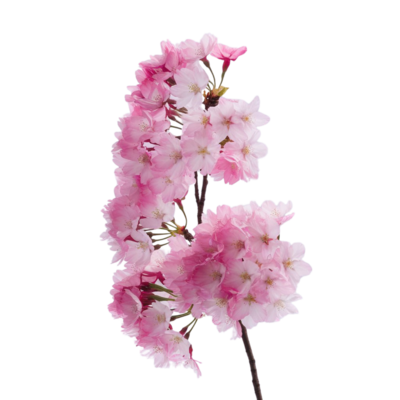 gorgeous-cherry-blossoms-set-