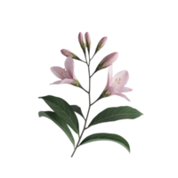 Elegant kemuning flowers on a see-through background png