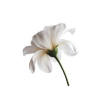 Stunning jasmine blooms on a clear surface png