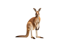A kangaroo upright on its hind legs, showcasing its strong posture and distinctive features in a natural setting. png