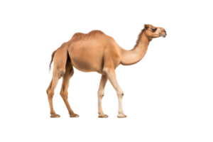 A camel stands against a plain transparent backgroundA camel stands against a plain transparent background png
