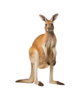 A kangaroo upright on its hind legs, showcasing its strong posture and distinctive features in a natural setting. png