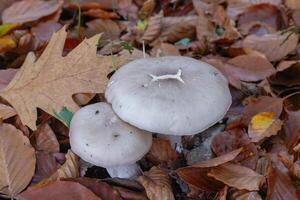 Clouded agaric mushrooms growing on autumn leaves photo