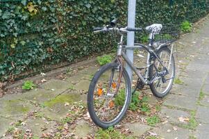 Old bicycle parked on sidewalk near ivy wall photo