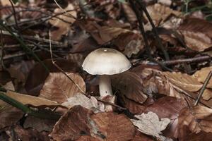 Mushroom growing on forest floor among fallen leaves photo