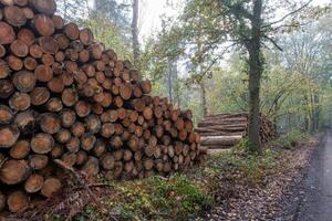 Stacked logs creating deforestation by the roadside in a forest photo