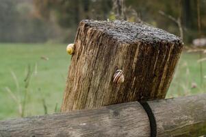Snails crawling on wooden fence post in green field photo