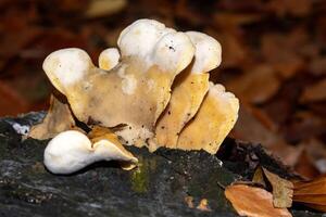 Yellowing chicken of the woods mushrooms growing on fallen log in autumn forest photo
