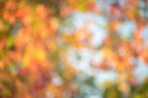 Autumn defocus light background. The blurred leaves of the trees are yellow, red and green photo