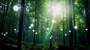 A magical forest illuminated by hanging lights creates a peaceful and magical atmosphere as sunlight filters through the lush green trees. Imagination and tranquility in the quiet forest. video