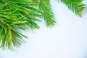 Fresh green pine branches arranged artistically on a plain background in natural lighting for a calming effect photo