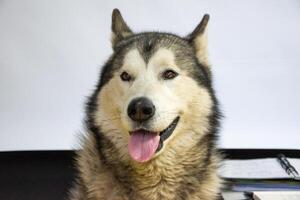 A friendly husky dog sits upright, displaying a joyful demeanor with its tongue out. The background is plain, drawing attention to its fluffy fur and bright eyes photo