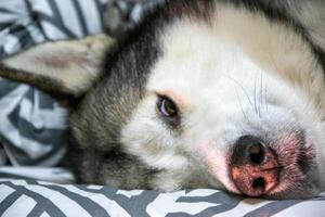 A calm Siberian husky lies comfortably on a soft bed, enjoying a peaceful moment while soaking in the warmth and comfort of its surroundings photo