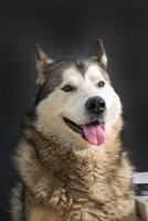 A fluffy dog sits contentedly, showcasing its soft fur and bright smile, exuding happiness in a well-lit indoor environment with a dark backdrop photo