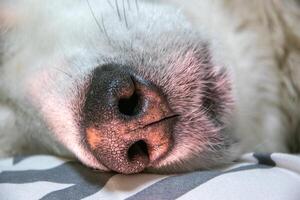 A tranquil dog lies asleep, its nose close to a soft, striped blanket, illuminated by gentle afternoon light coming through a window photo